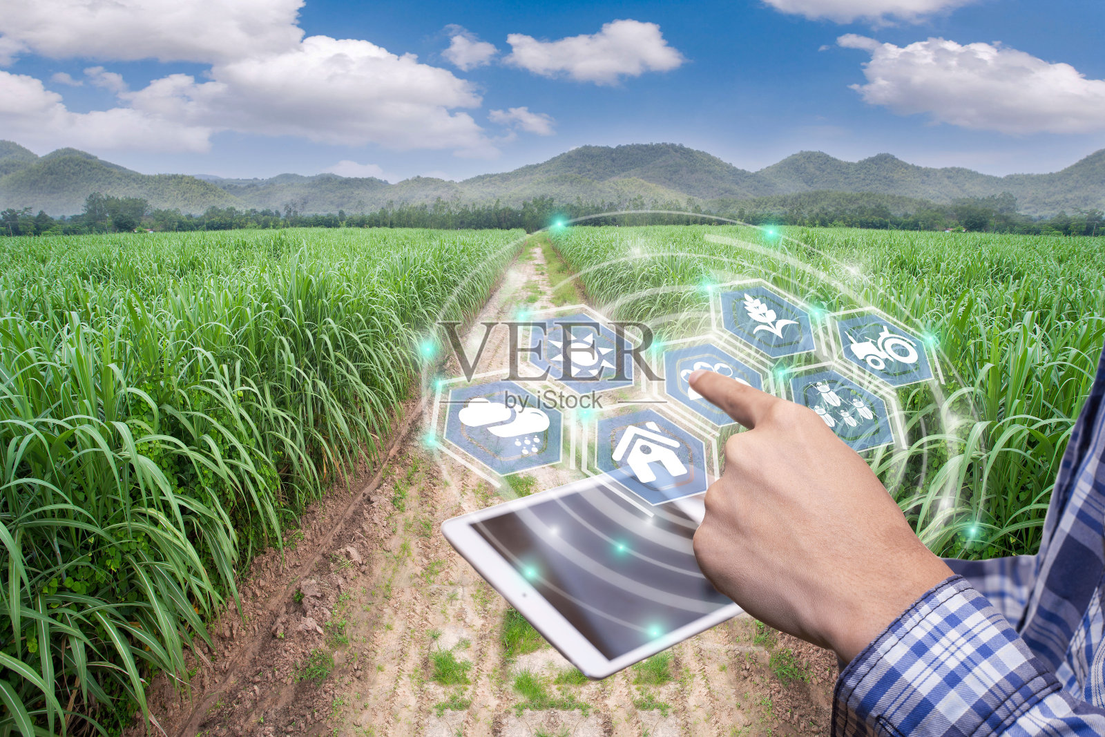 智能农场系统创新技术,农业管理,具有智能技术理念的手持智能手机。在甘蔗农场工作的亚洲男性农民收集数据进行研究。照片摄影图片