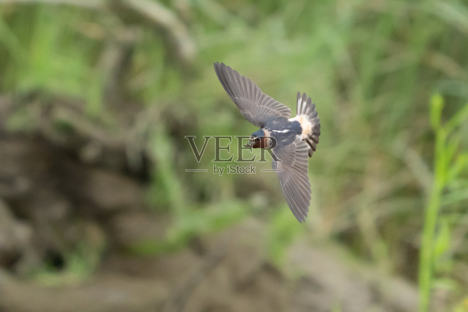 悬崖燕子在优雅的飞行照片摄影图片