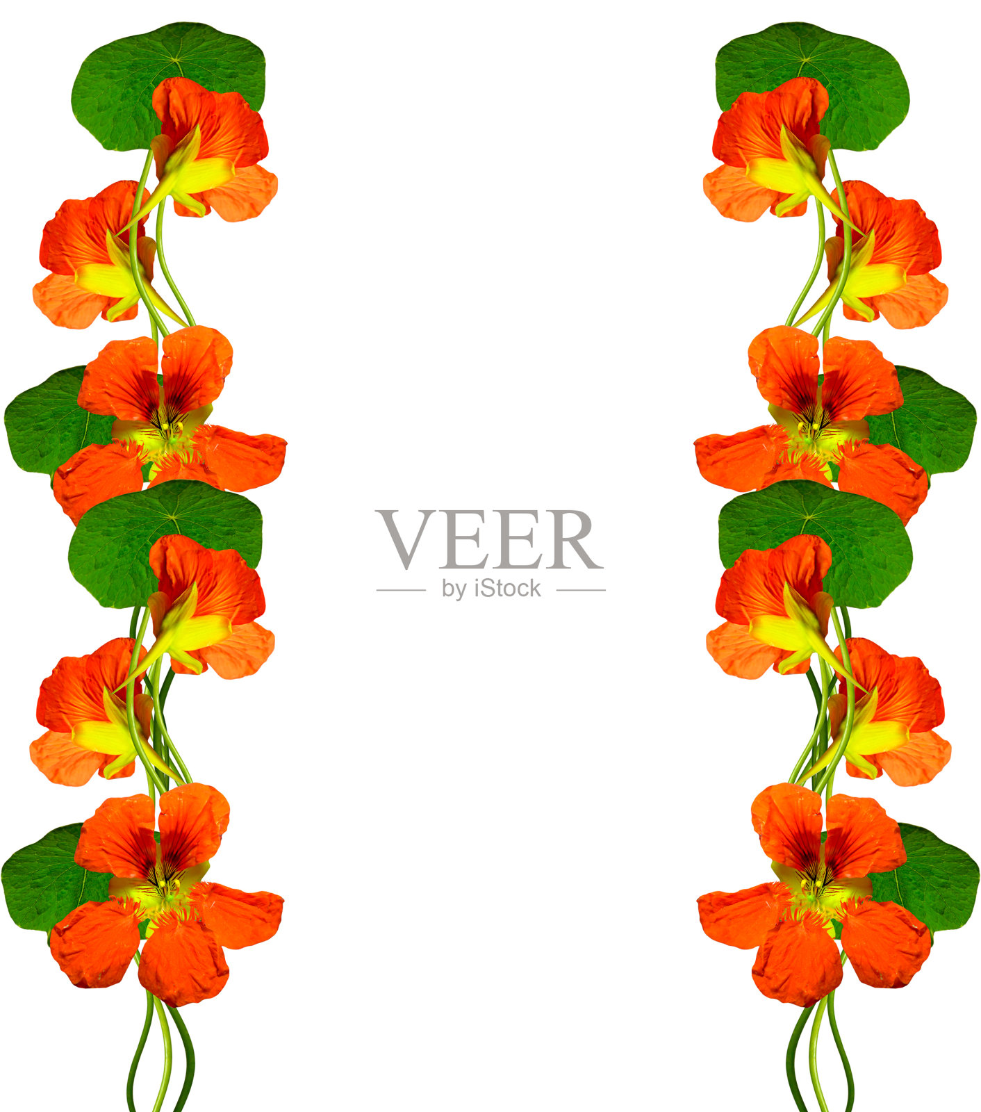 旱金莲花孤立在白色背景照片摄影图片