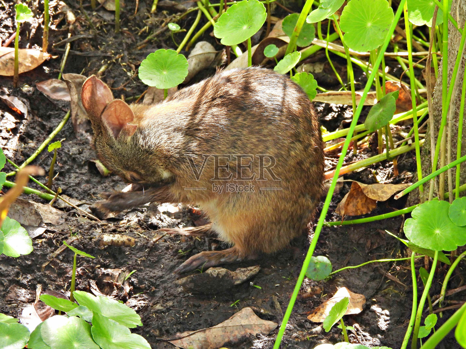 沼泽兔(Sylvilagus palustris) -坐着舔它的前爪照片摄影图片