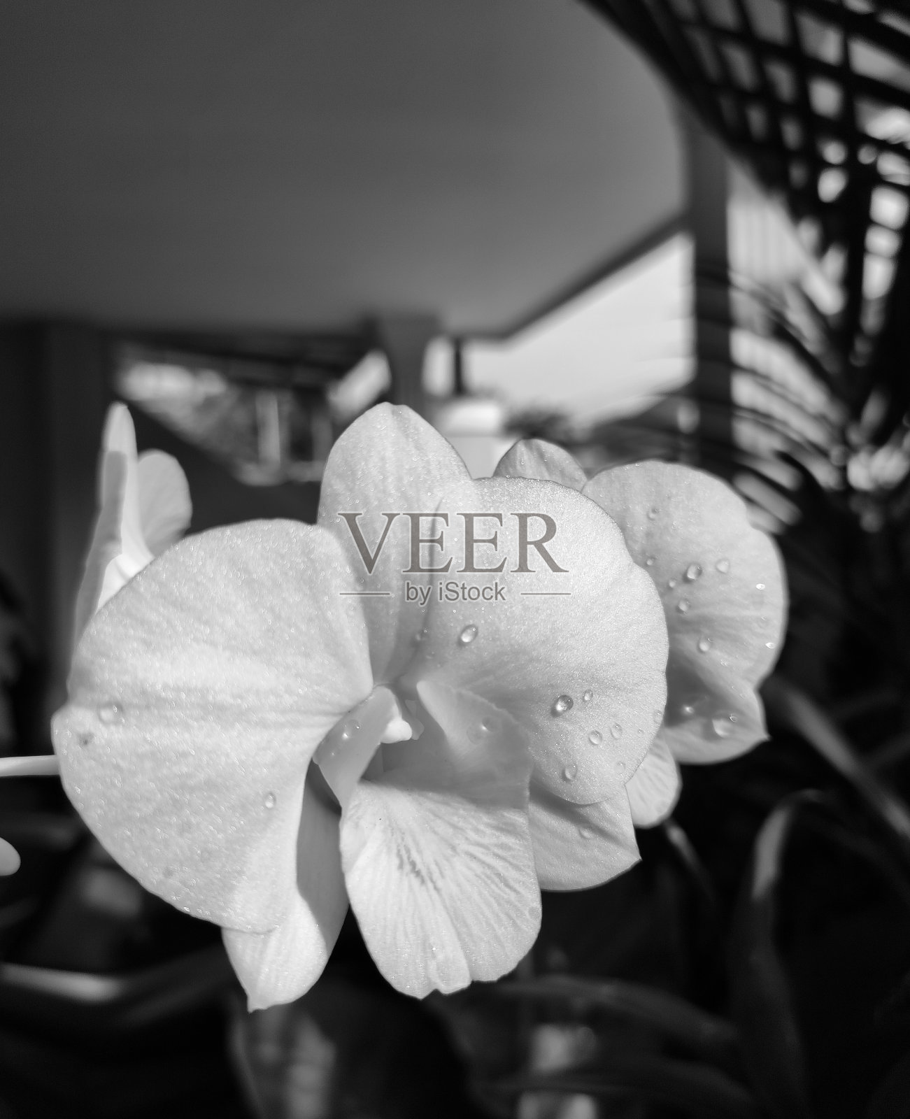 水滴在白色兰花上照片摄影图片