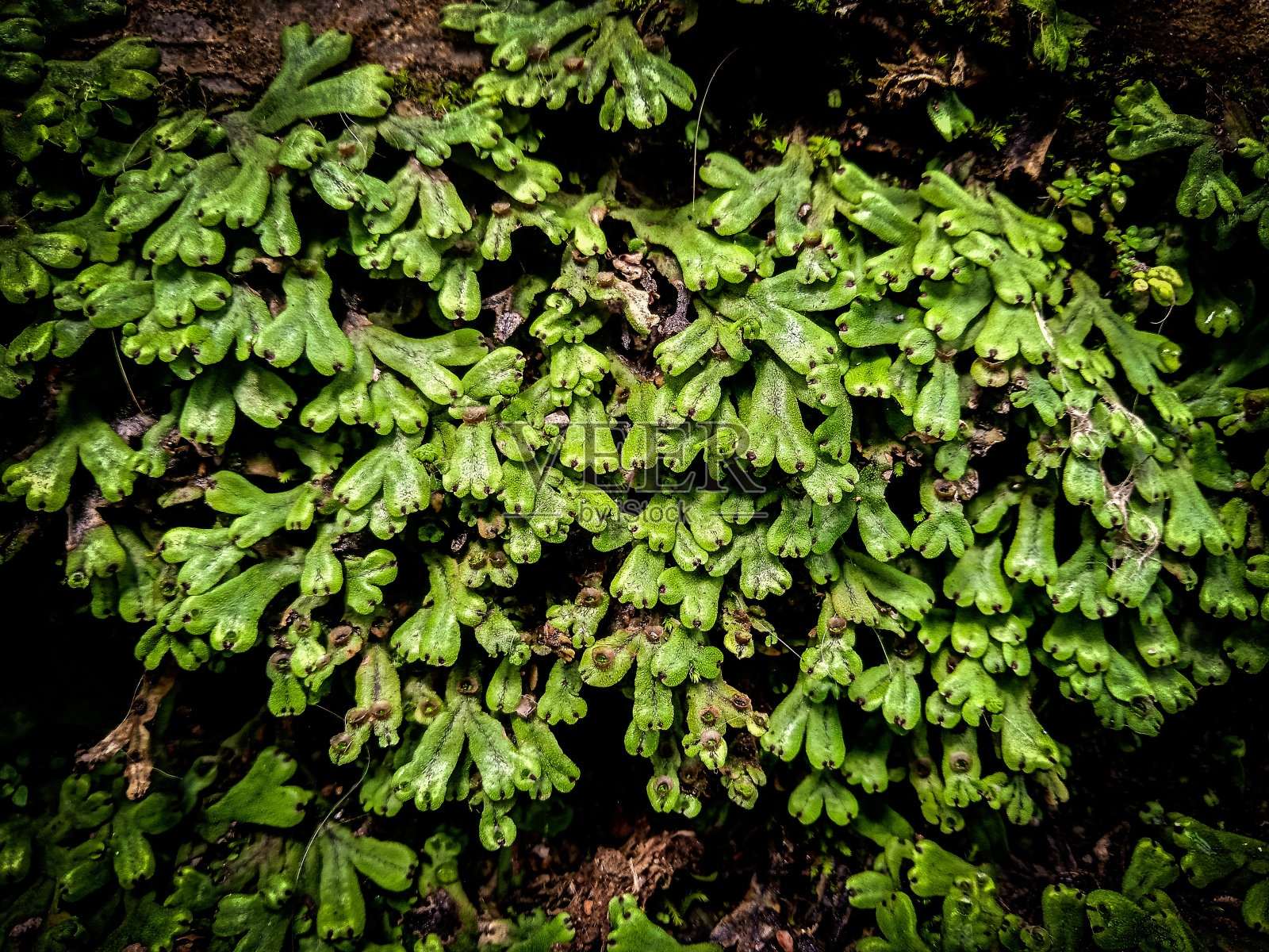 生长在潮湿地区的绿色苔藓背景照片摄影图片