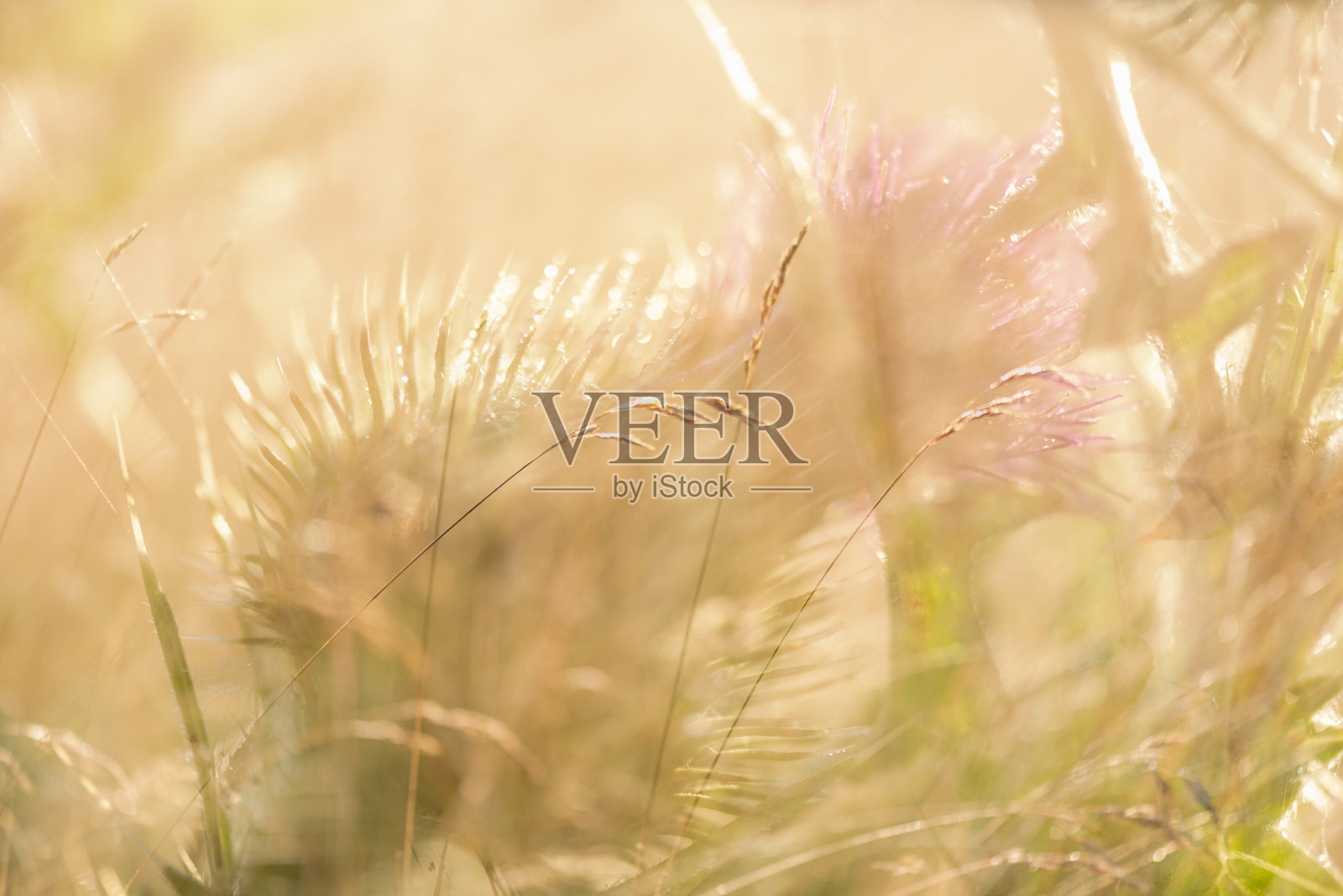 背光蓟头和田草双曝光。照片摄影图片