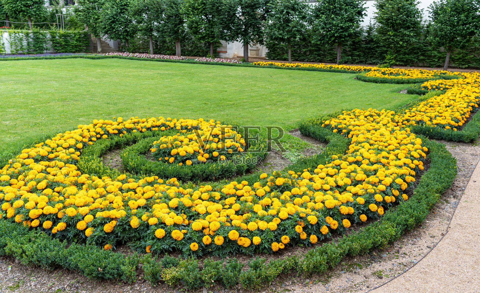 观赏花园中的橙色非洲万寿菊照片摄影图片