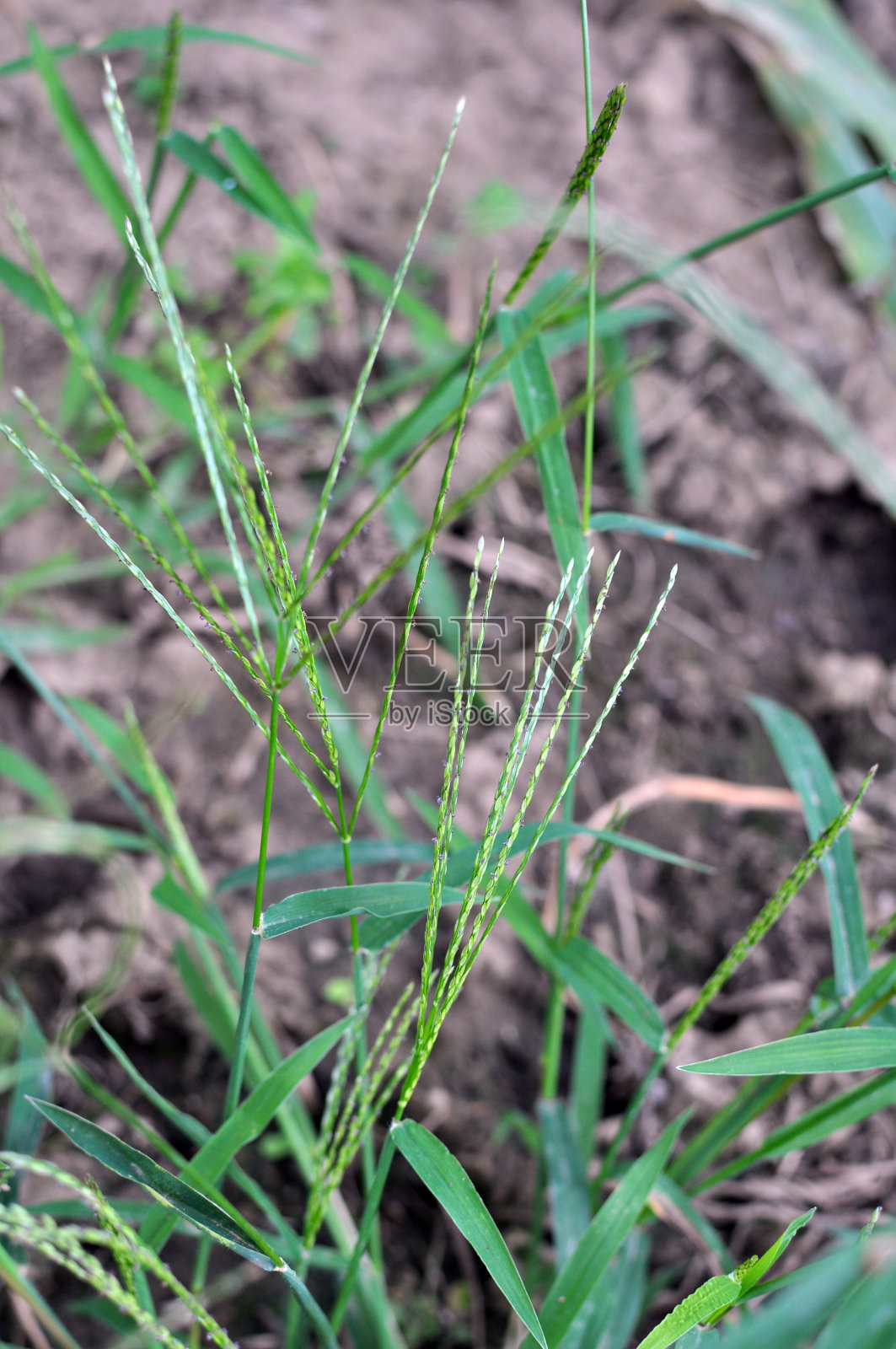 在田野里,马唐像野草一样生长着照片摄影图片