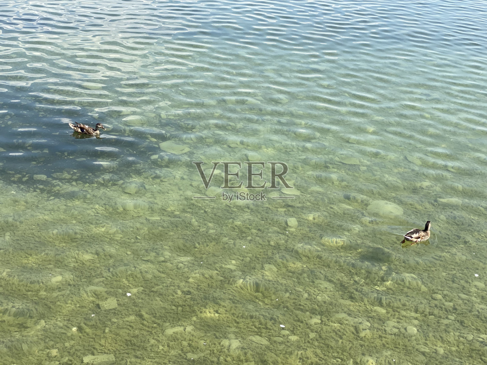 鸭子在基姆湖上游泳照片摄影图片