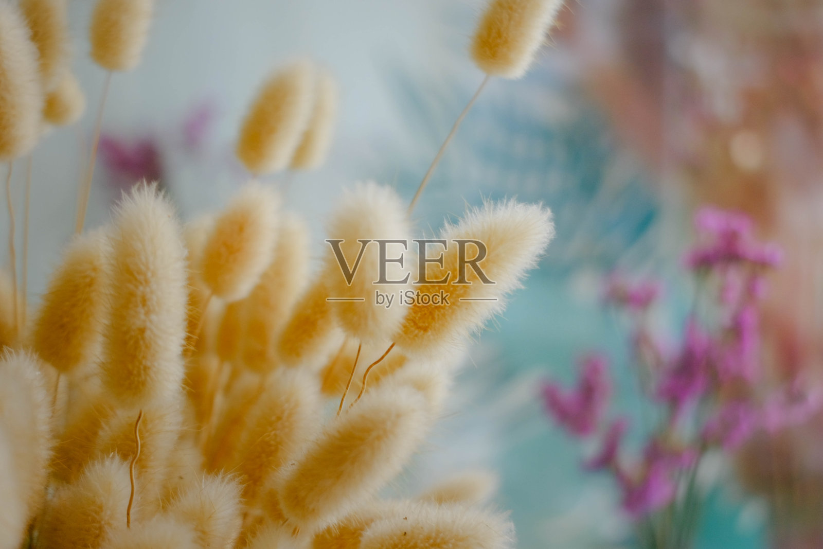 干潘帕斯草花在背心与模糊的背景。照片摄影图片