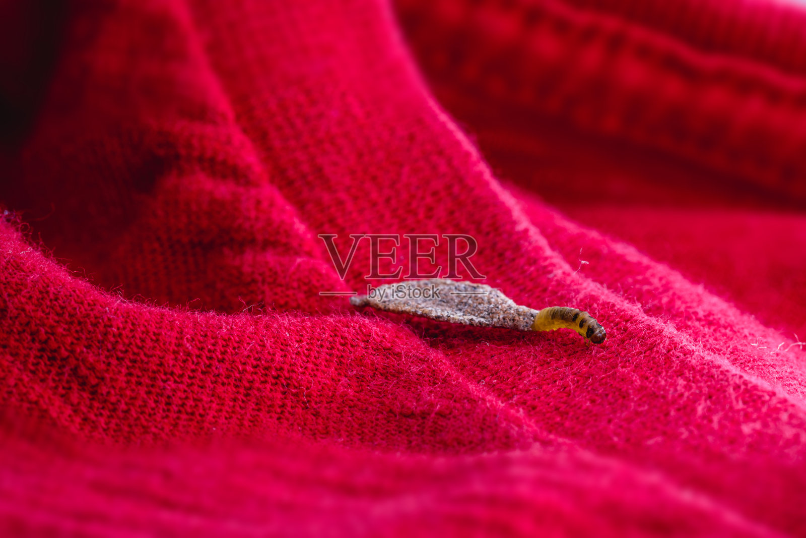 蛾幼虫在衣服上,取食织物,城市害虫宏观照片,缺乏卫生,潮湿的环境,昆虫在室内照片摄影图片