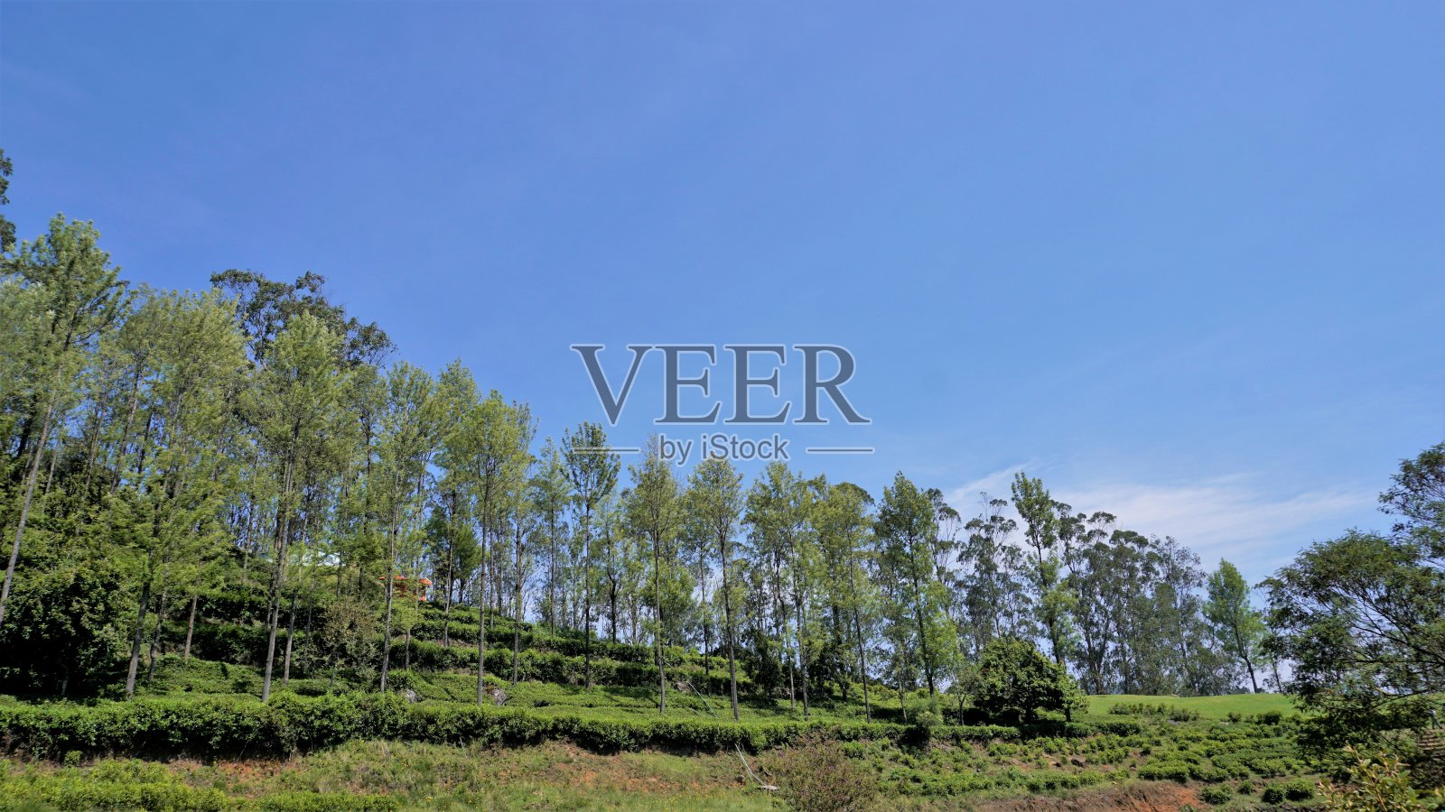 来自Ooty的美丽风景。照片摄影图片