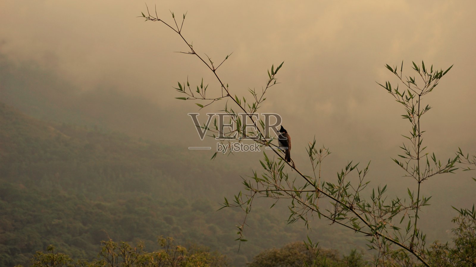 来自Ooty的美丽风景。照片摄影图片