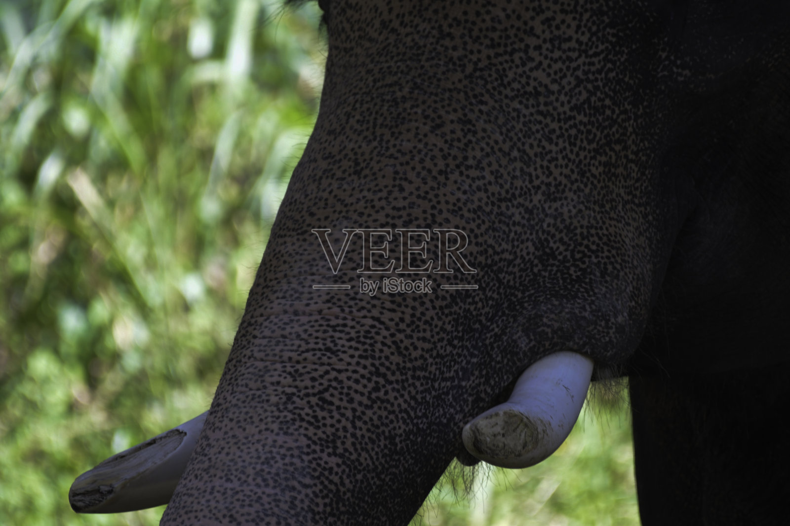 在喀拉拉邦捕获的印度或亚洲大象的特写照片摄影图片