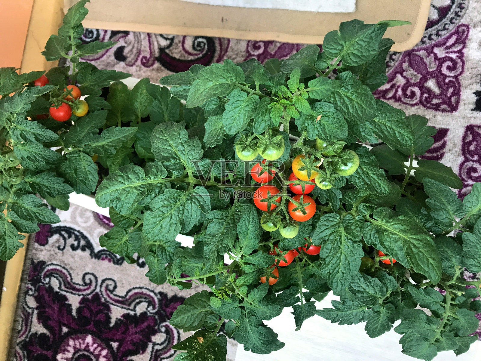 番茄灌木在花盆中生长,可以看到成熟的番茄。花园在家里。照片摄影图片