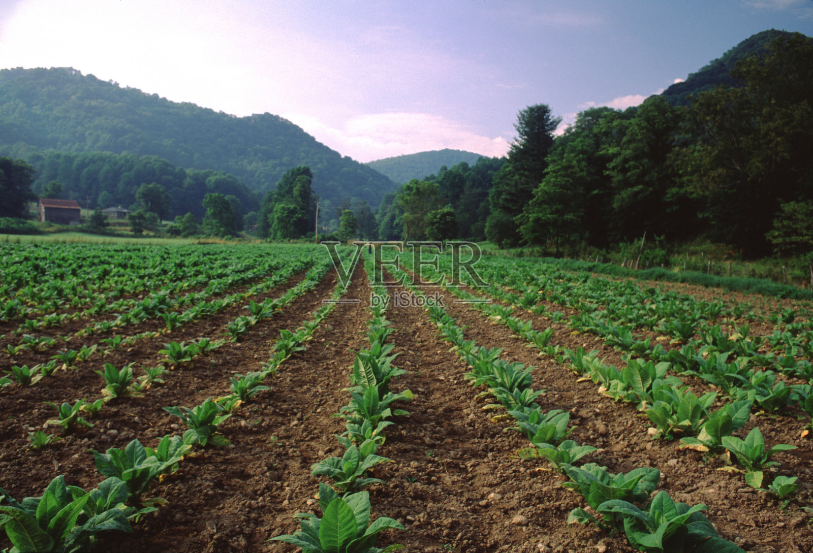 烟草-成熟烟草田照片摄影图片