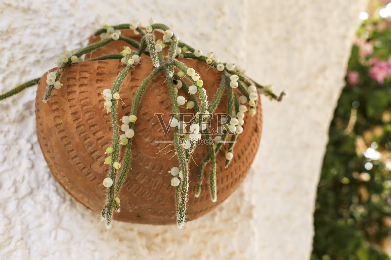 陶罐中的大叶圆叶蛇舌草照片摄影图片