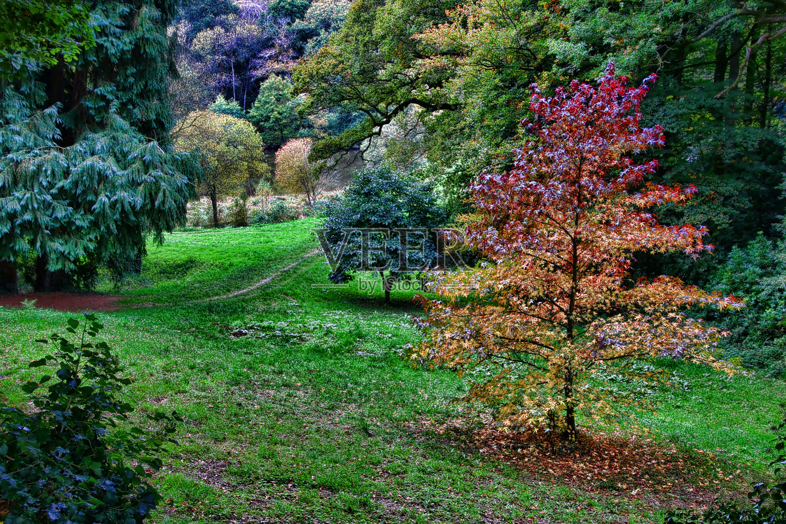 树照片摄影图片