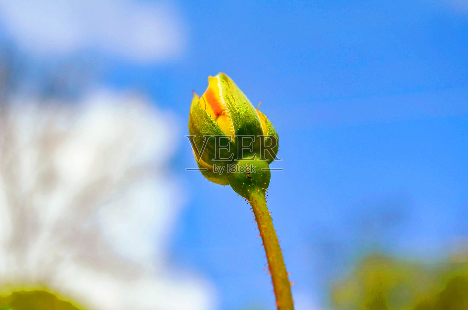 玫瑰花蕾照片摄影图片