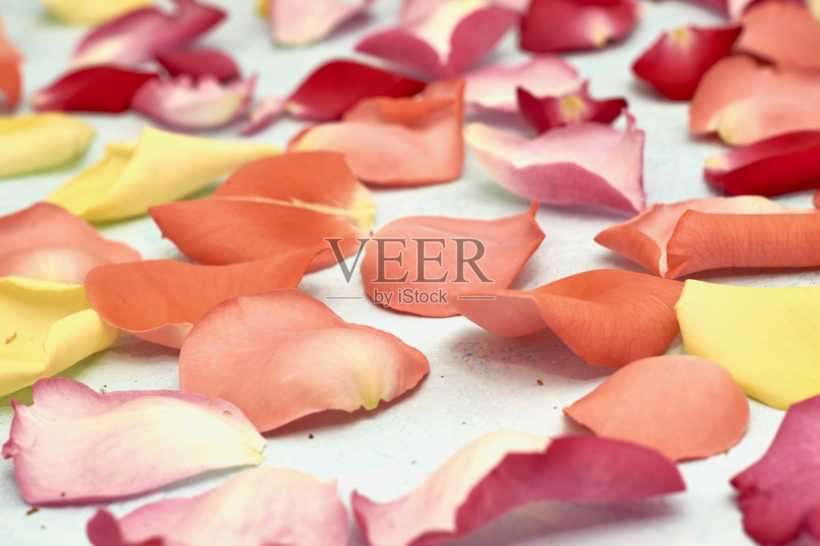 玫瑰花瓣在蓝色背景节日屏幕保护程序背景照片摄影图片