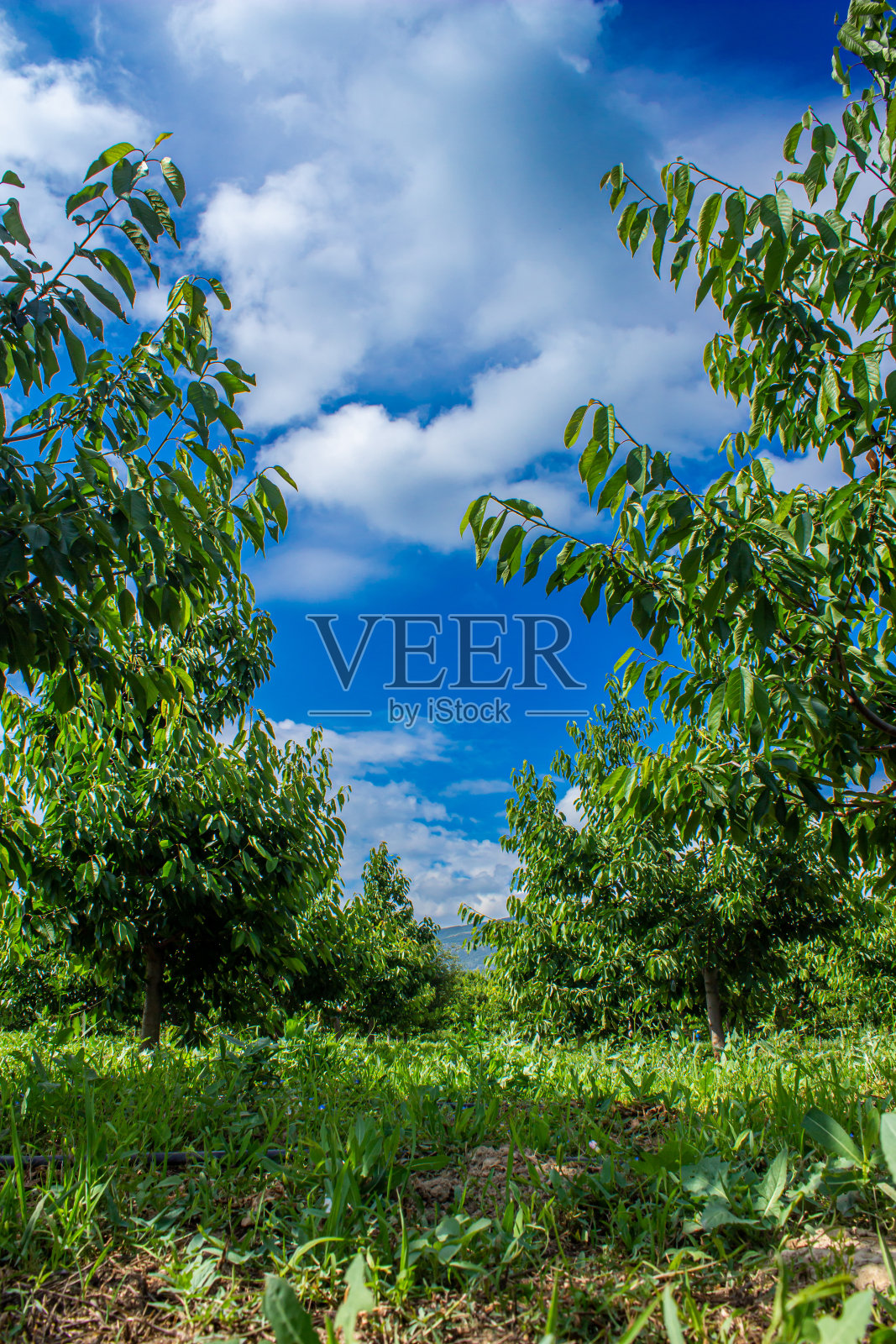 樱桃树。照片摄影图片