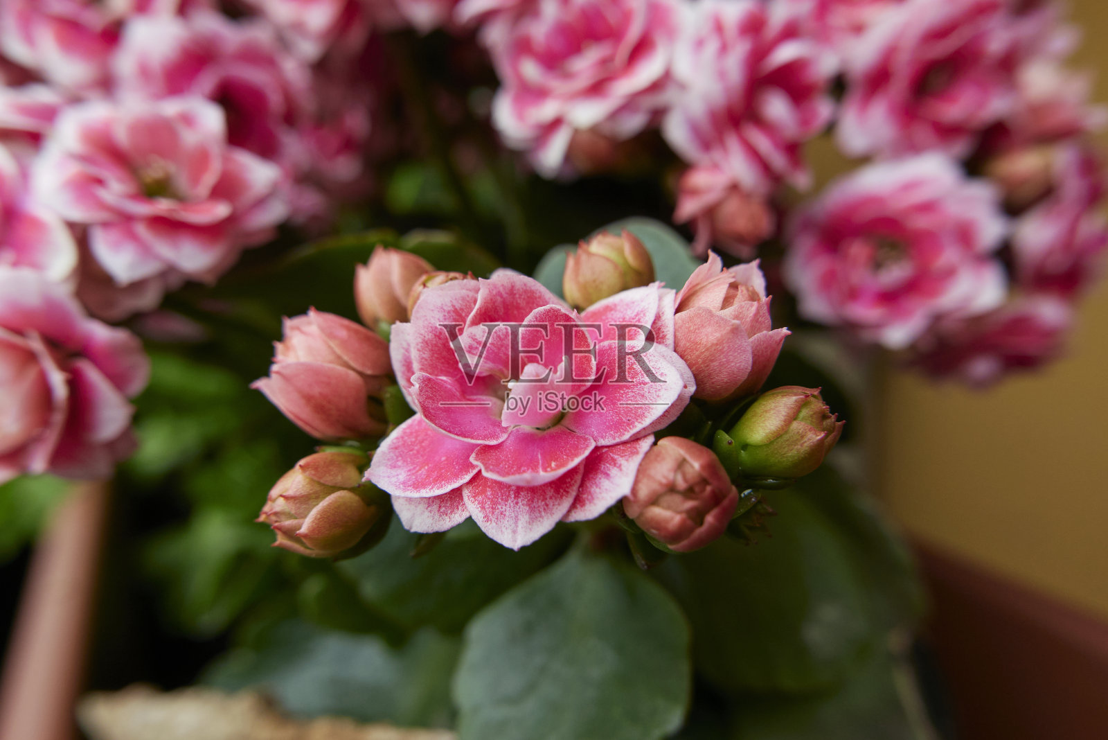 开花的卡兰乔布洛斯费尔迪亚纳照片摄影图片