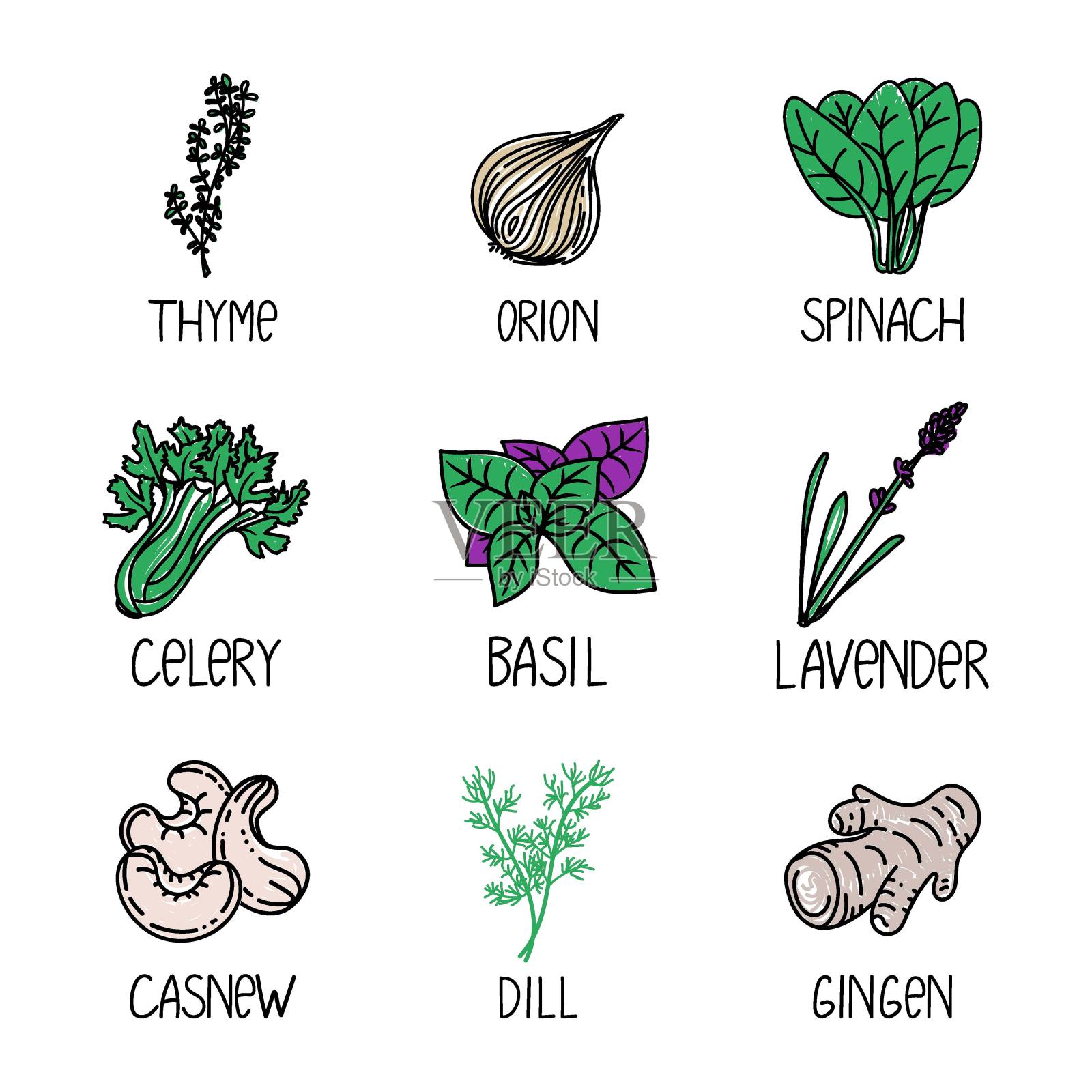 一套草药和香料,绘制元素的涂鸦风格。包装设计模板与标志和徽章-姜,罗勒,百里香,菠菜等。标志在一个时髦的线性风格。插画图片素材