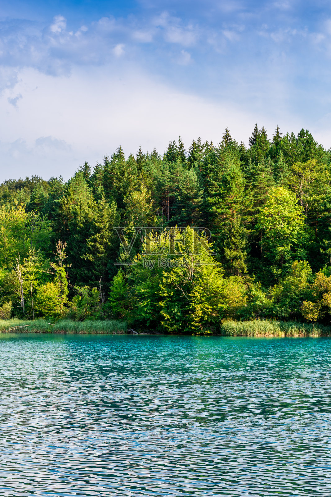 克罗地亚的Plitvice湖,碧绿的湖水构成了美丽的夏季景观照片摄影图片
