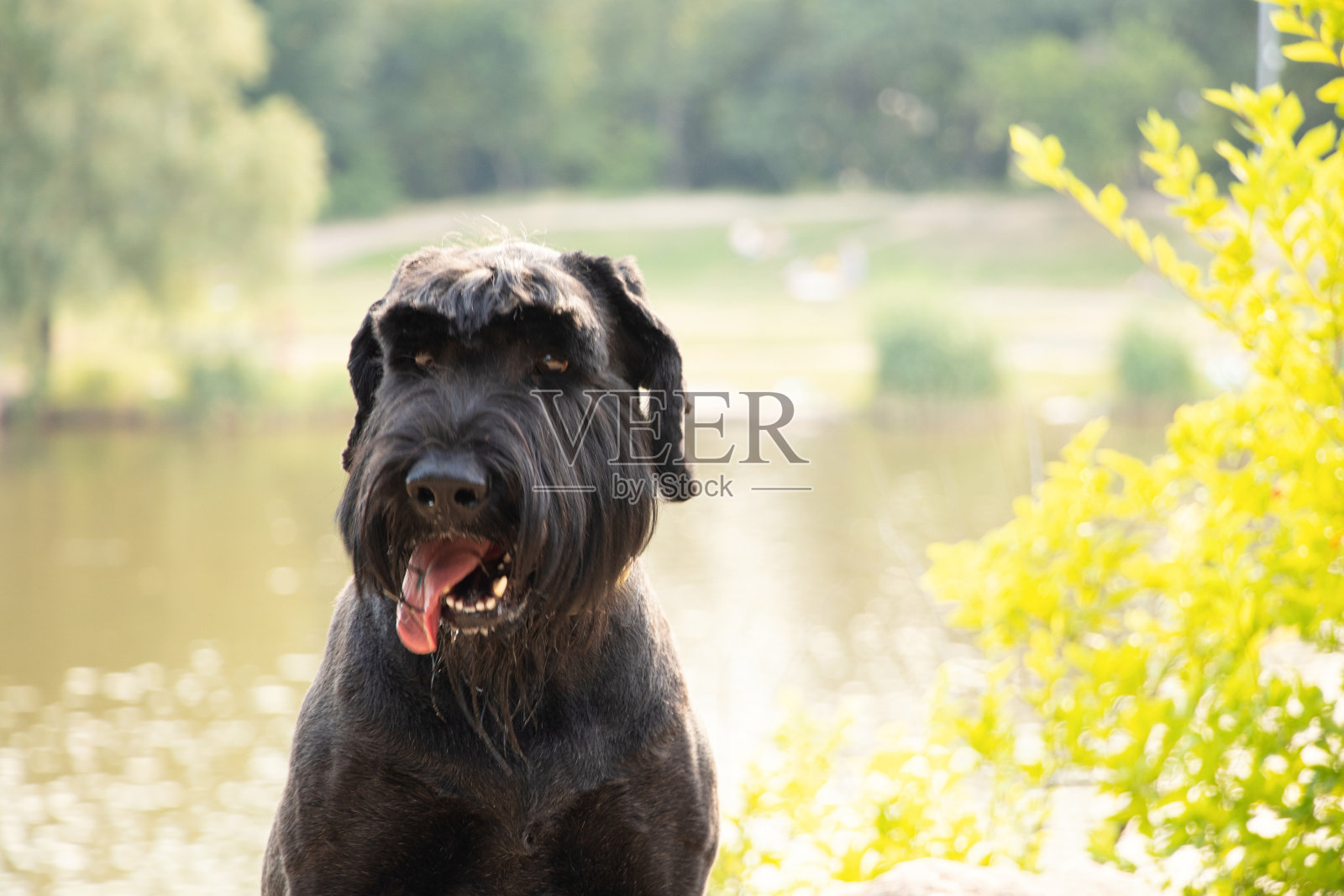 成年黑狗巨型雪纳瑞在乌克兰夏天的公园里晒太阳的肖像,巨型雪纳瑞黑色照片摄影图片