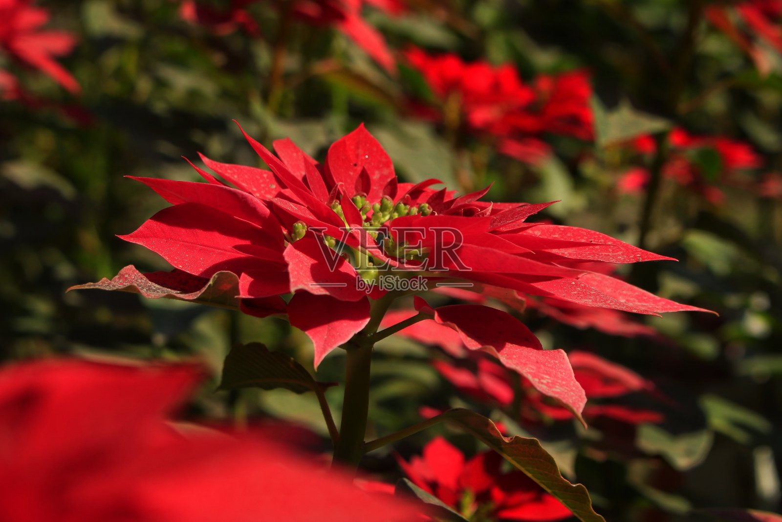 红色圣诞红照片摄影图片