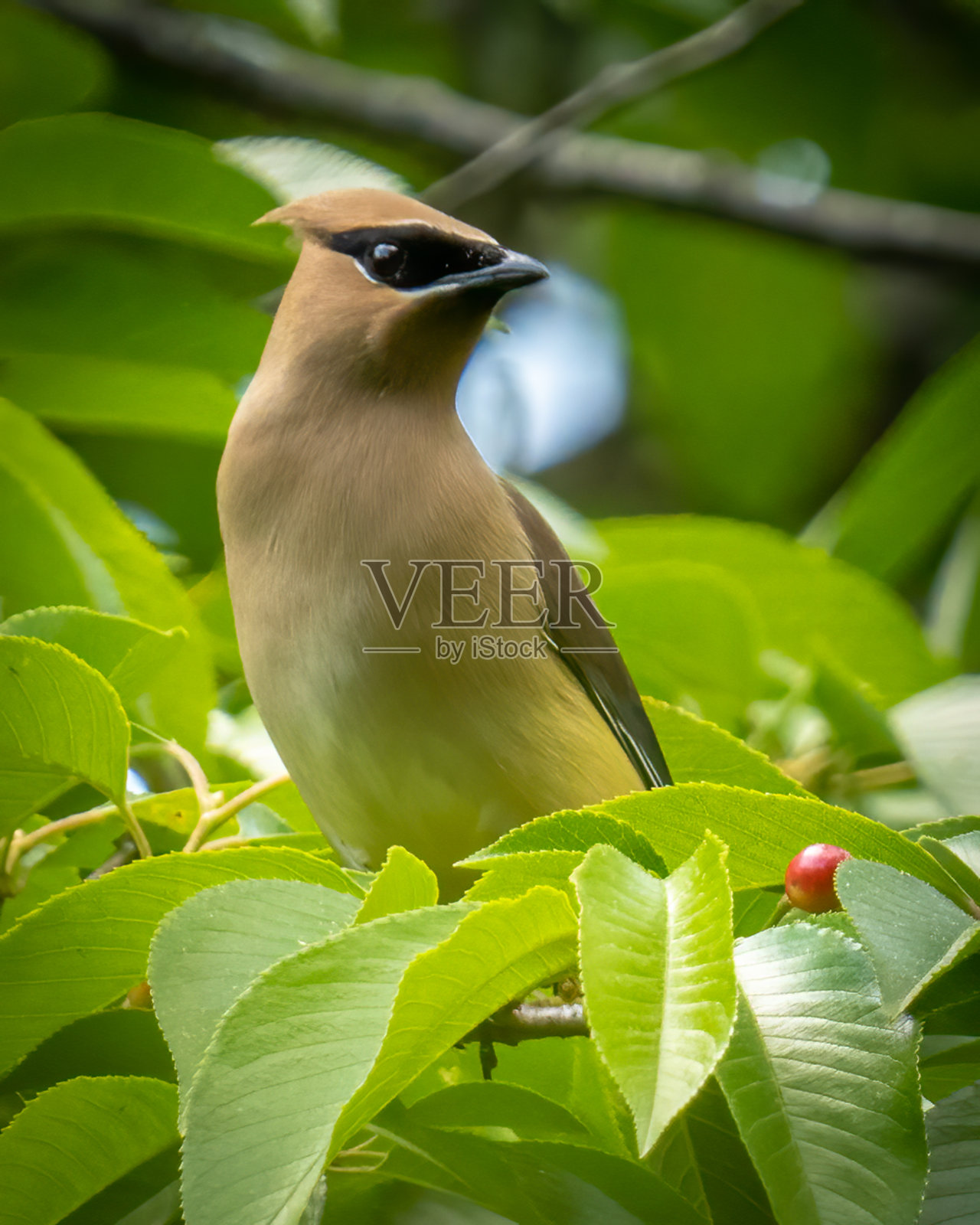 雪松蜡翼鸟在树上寻找浆果为食照片摄影图片