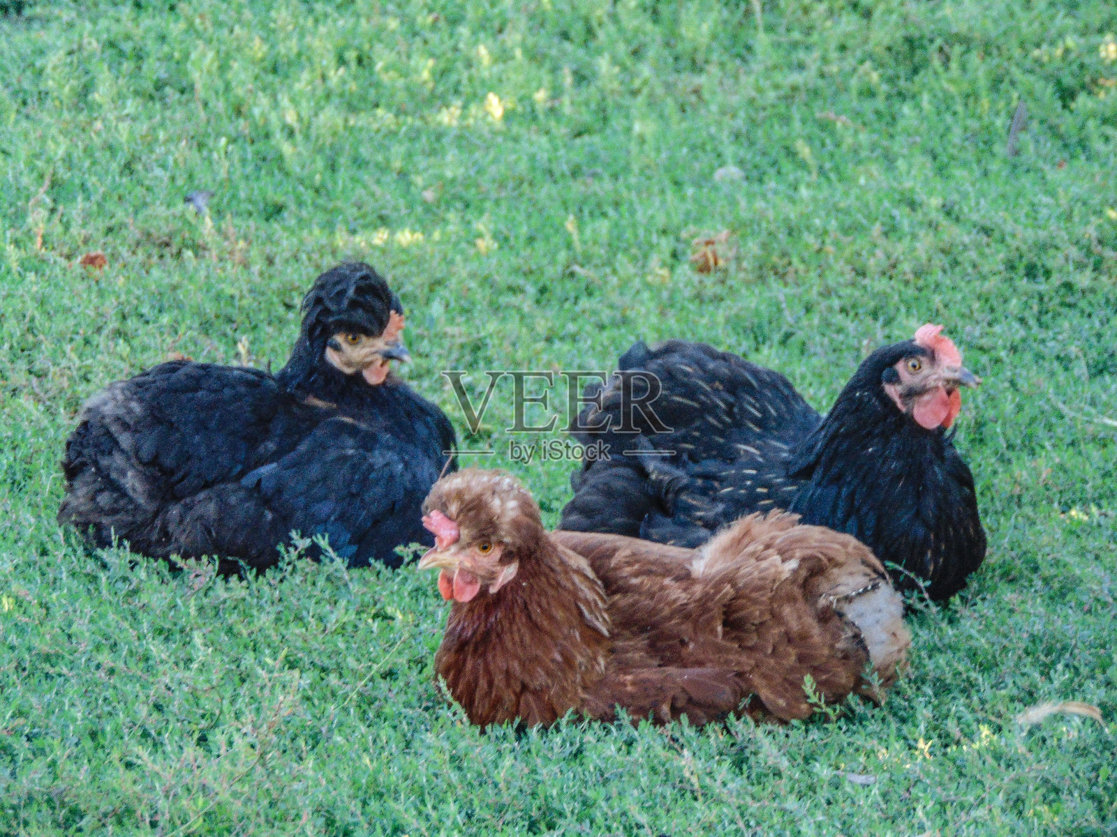 罗马尼亚地面上的鸡照片摄影图片