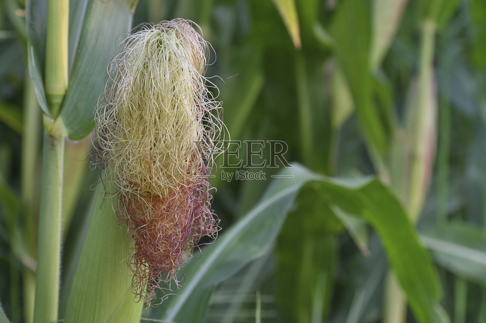 玉米穗轴的头发照片摄影图片