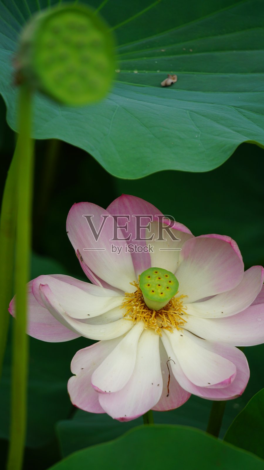 莲花开花12照片摄影图片