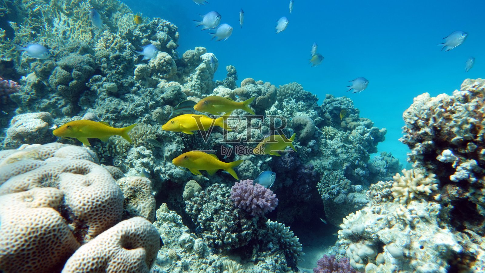 美丽的鱼在红海的珊瑚礁。照片摄影图片