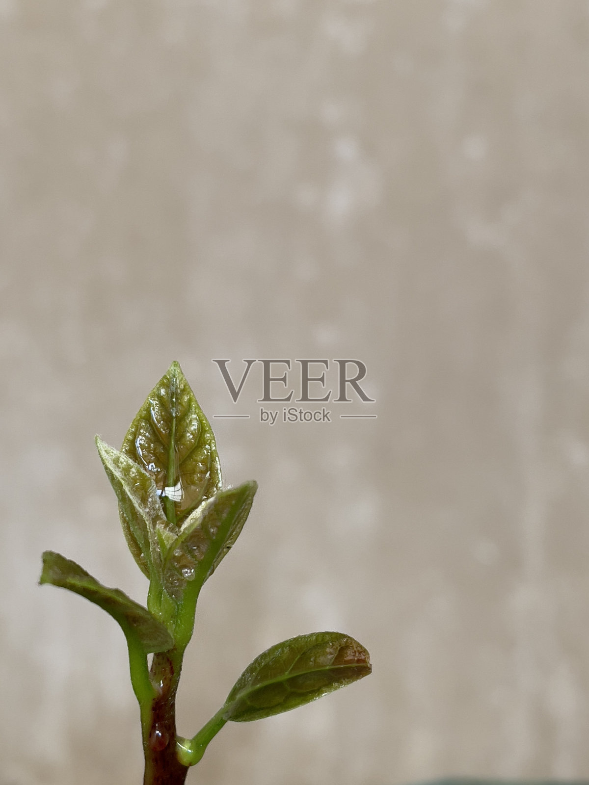 鳄梨嫩枝的嫩叶照片摄影图片