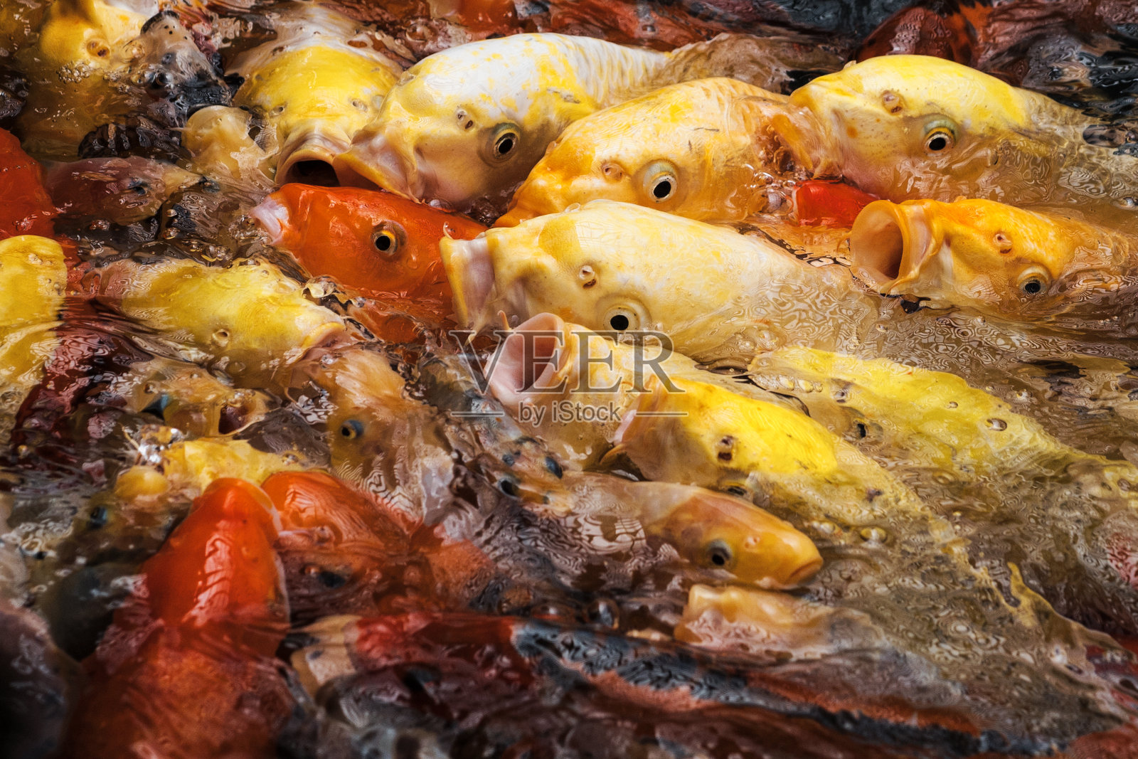 鲤鱼照片摄影图片