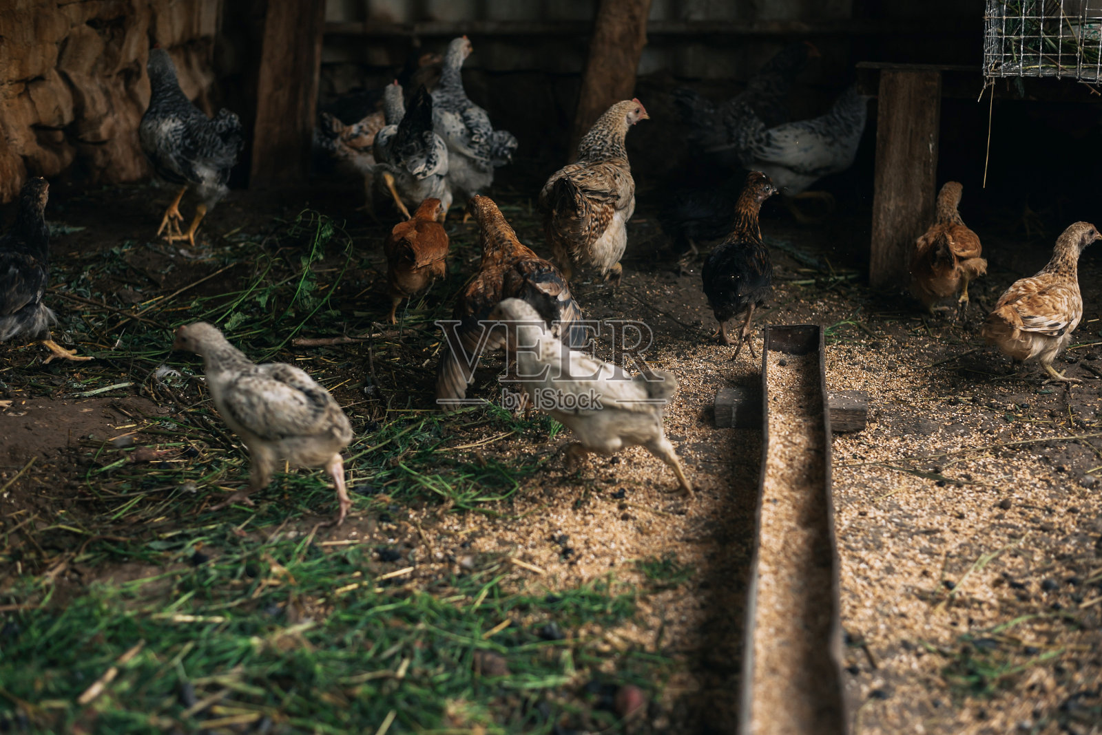 养鸡场上的鸡的生活方式。农业内务工作。动物农场。鸡。照片摄影图片