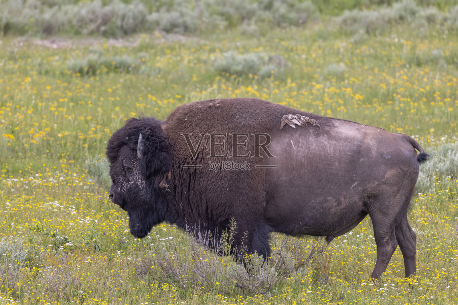 夏天黄石公园的野牛照片摄影图片