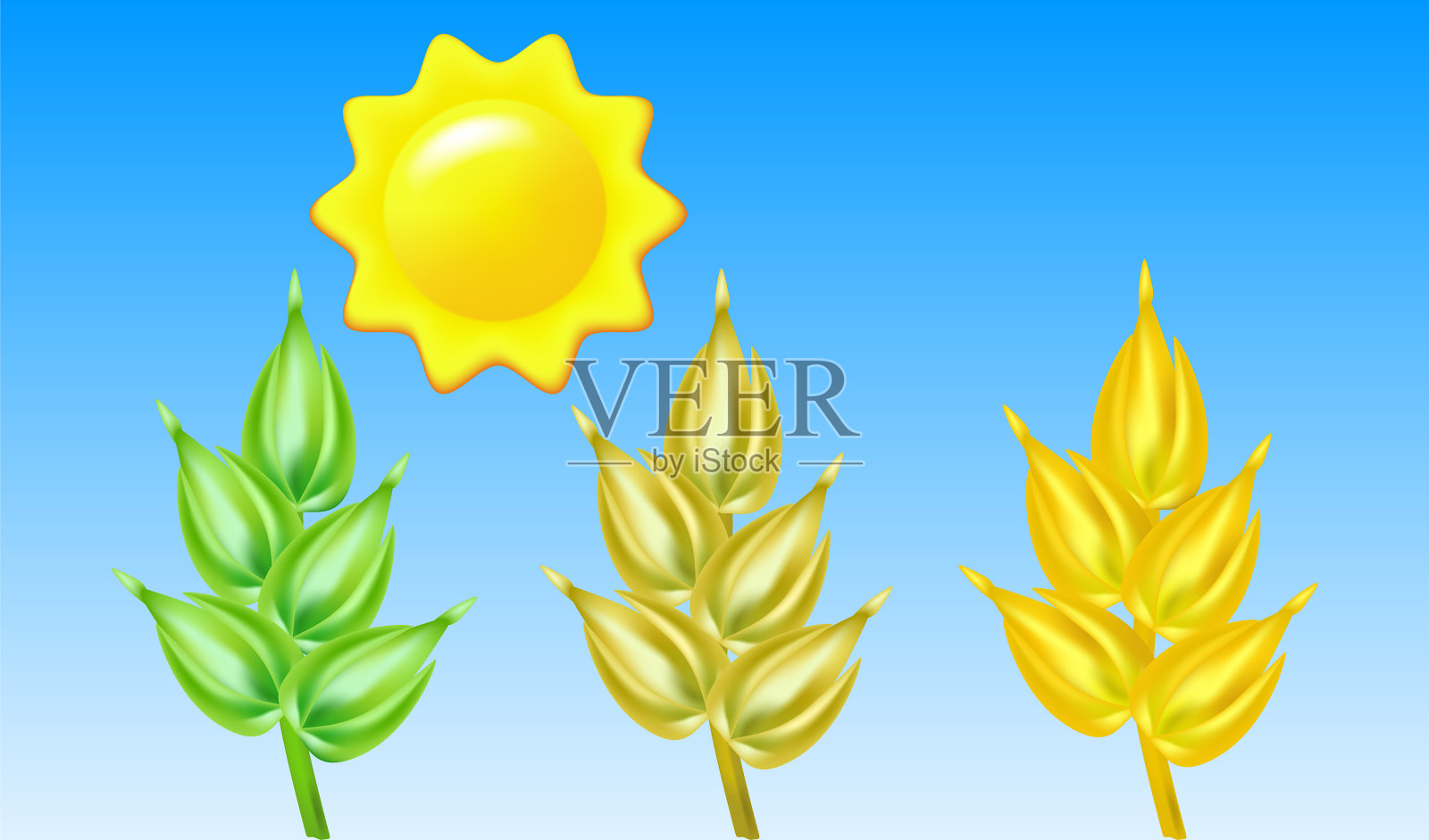 小麦不同成熟穗插画图片素材