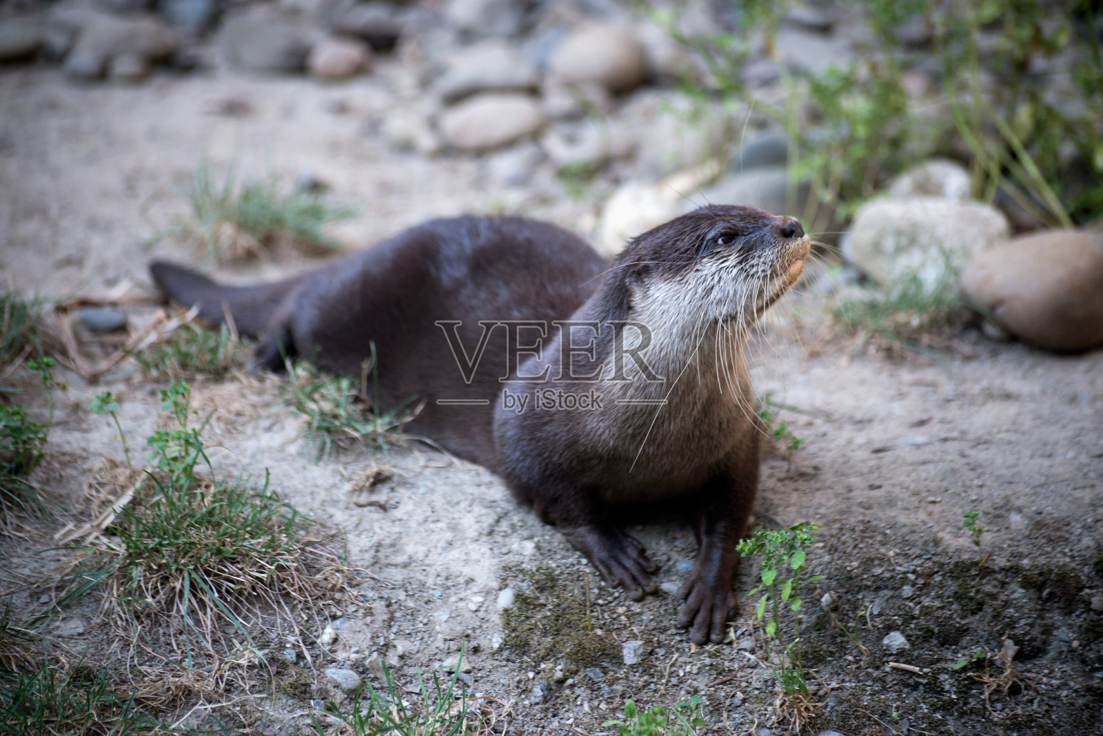 动物园里的野生水獭照片摄影图片