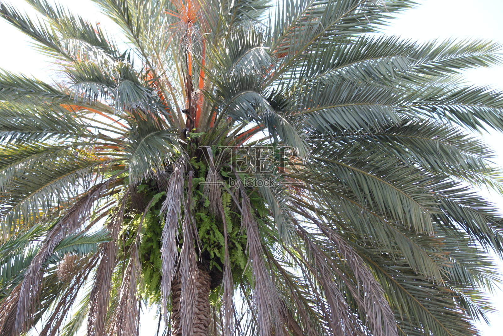 棕榈树照片摄影图片