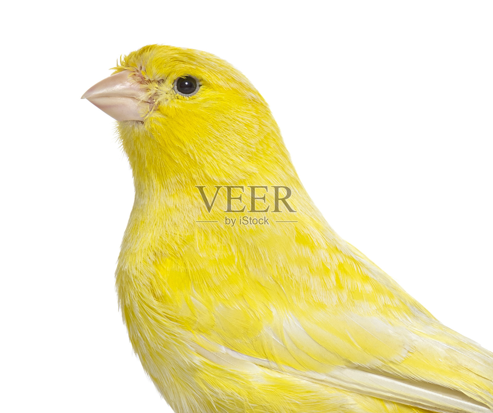 白色背景下的黄色金丝雀特写照片摄影图片