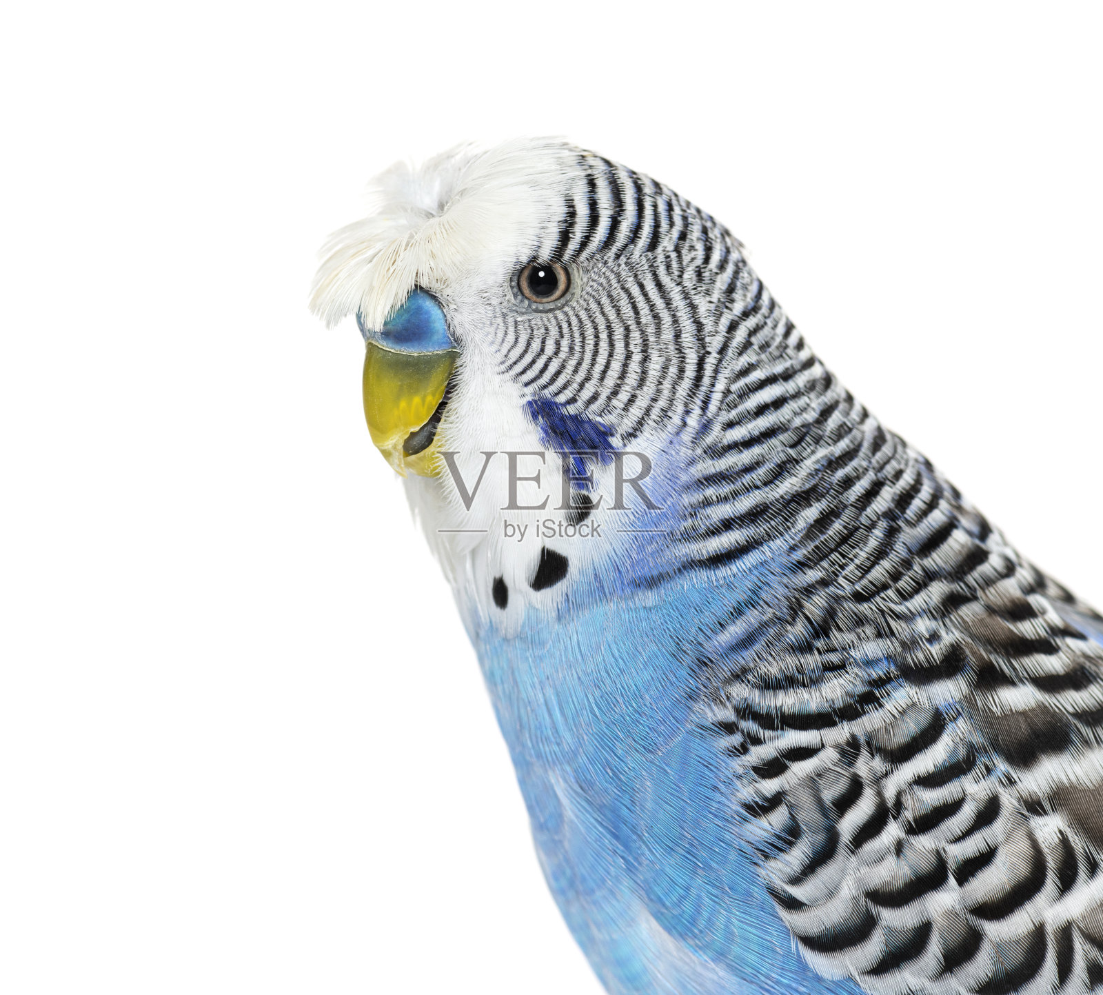 侧视图的蓝色冠虎皮鹦鹉头部拍摄宏,孤立在白色照片摄影图片