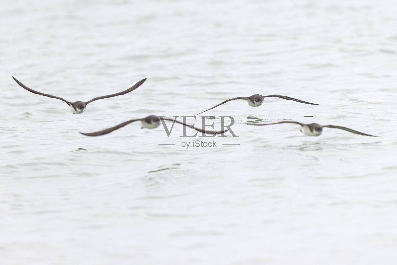 在波士顿里维尔海滩飞行的马岛鹱(海鹦)。照片摄影图片