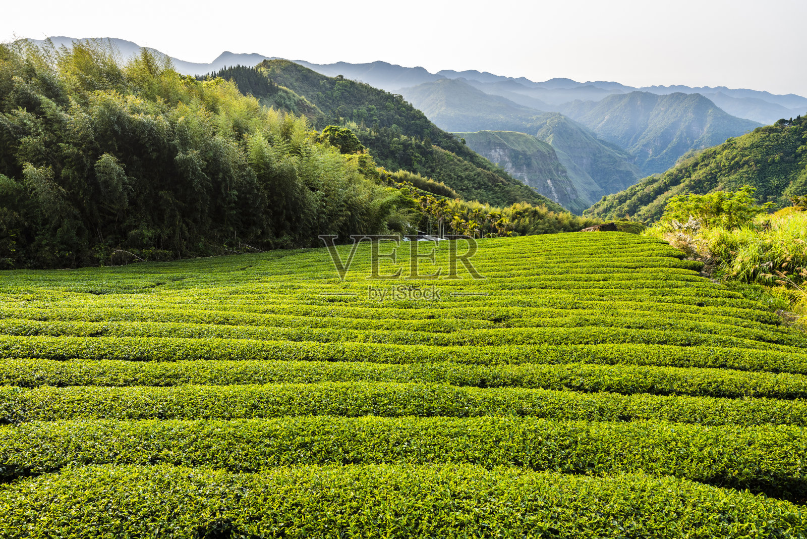 山顶茶园的景色照片摄影图片