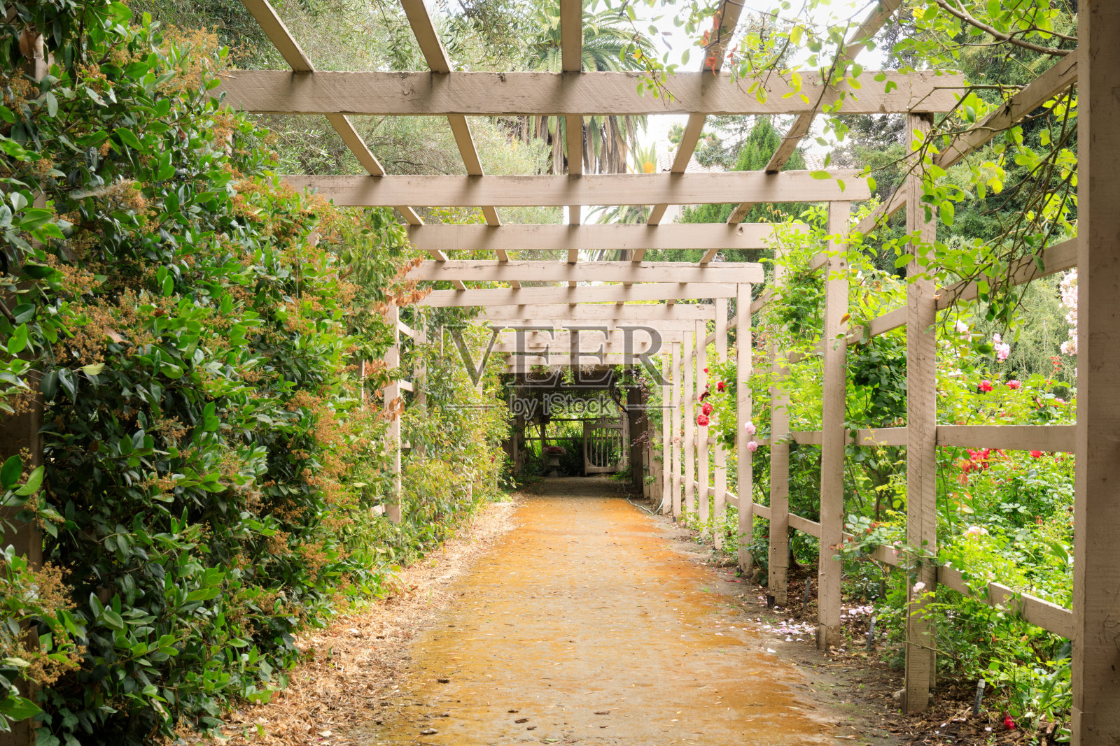 花园藤架隧道走道照片摄影图片