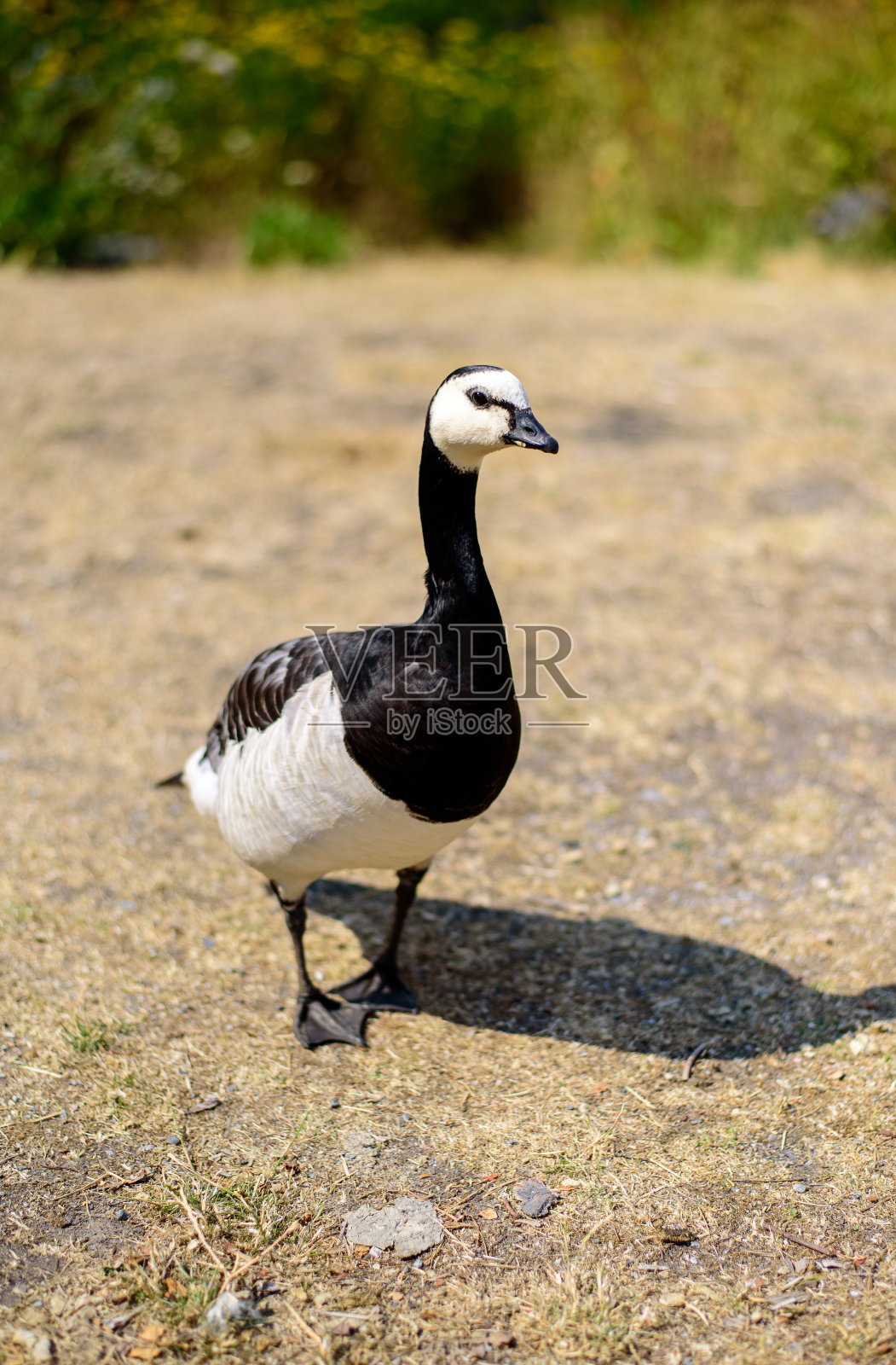 用长焦镜头拍下了岸上一只鹅的特写照片。照片摄影图片