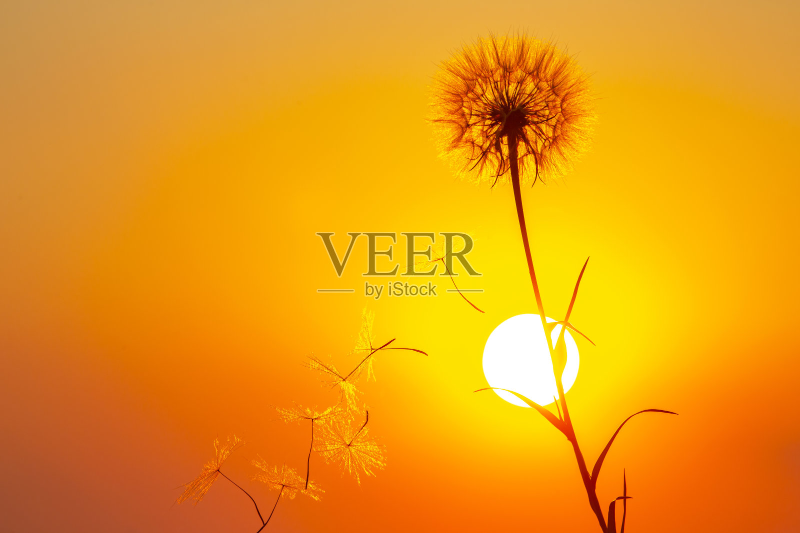 在夕阳的天空和太阳的背景上飞翔的蒲公英种子的剪影。花的自然和植物学照片摄影图片
