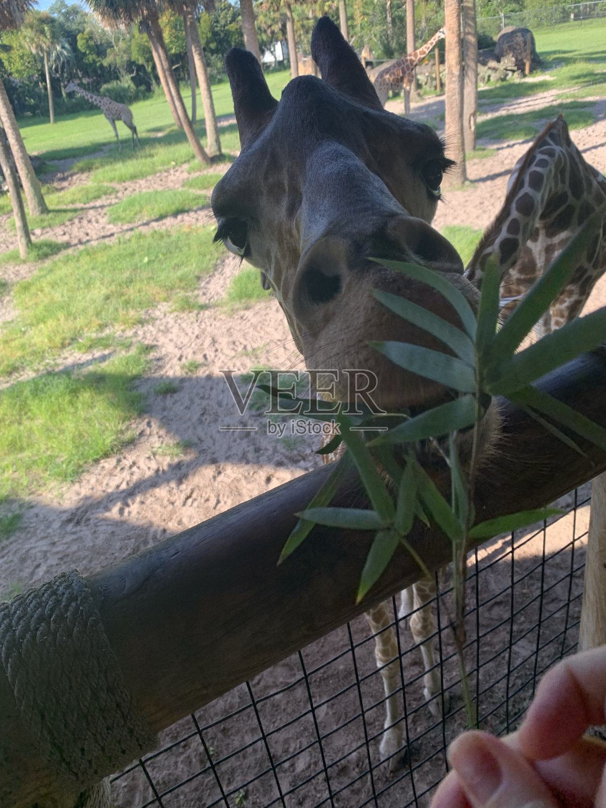 长颈鹿吃零食照片摄影图片