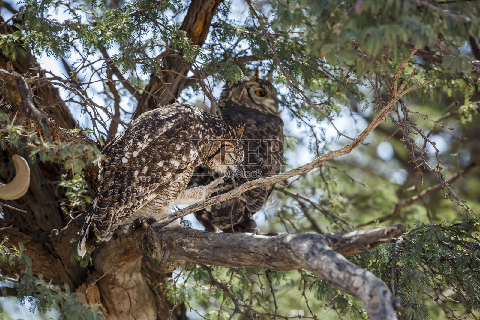 南非Kgalagadi跨国公园的斑点鹰鸮照片摄影图片