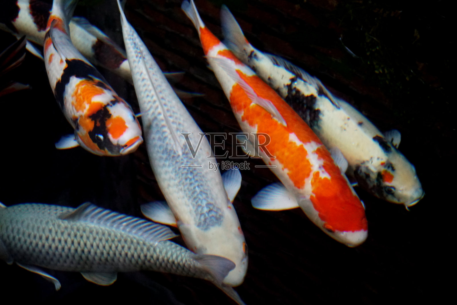 池塘里的锦鲤,水下倒影模糊照片摄影图片