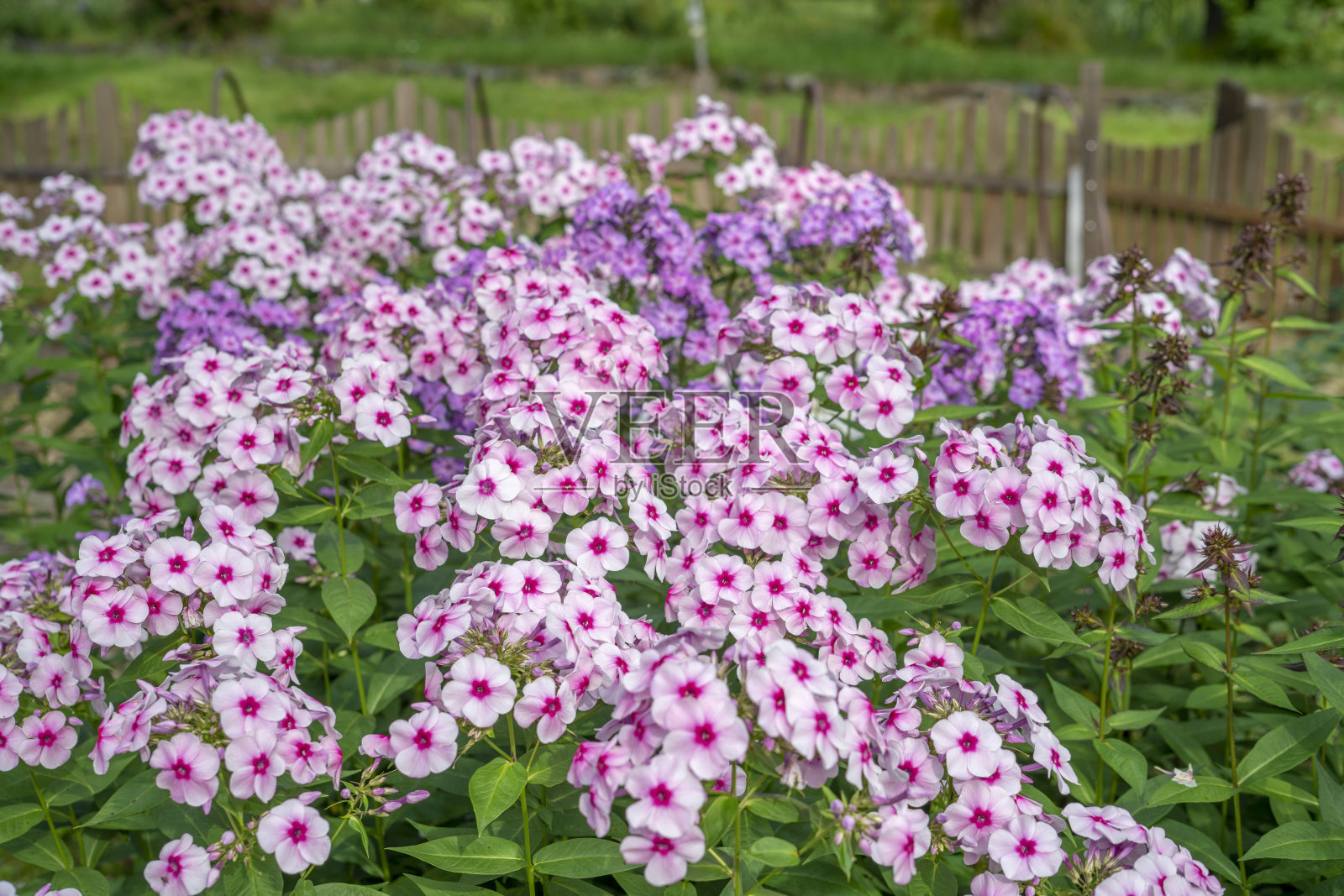 森林里的粉红矮牵牛花照片摄影图片
